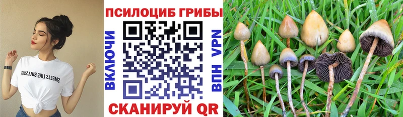 kraken зеркало  Екатеринбург  Галлюциногенные грибы Psilocybine cubensis 